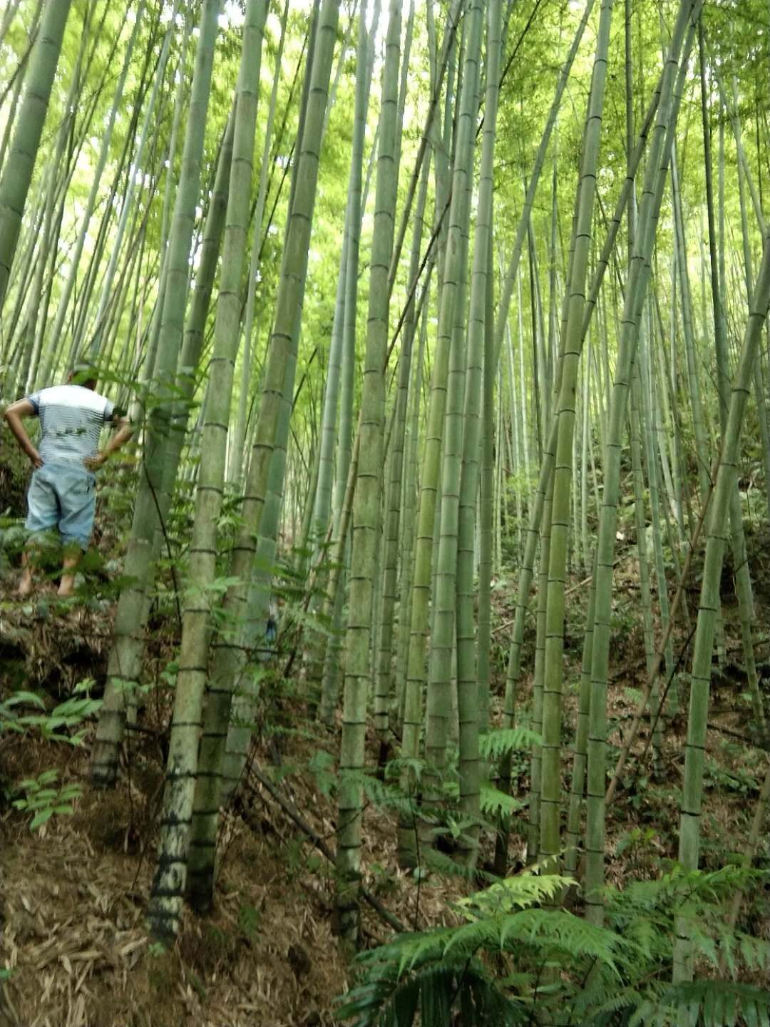 黄金竹 四千多亩地的毛竹，什么规格都有