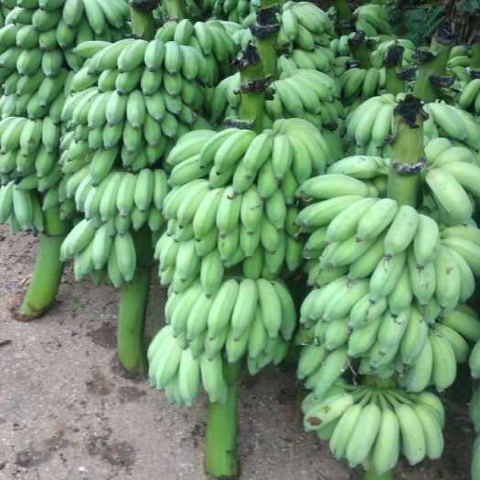 湛江小米蕉 八成熟