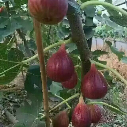 鄱阳县波姬红无花果苗 无花果种苗