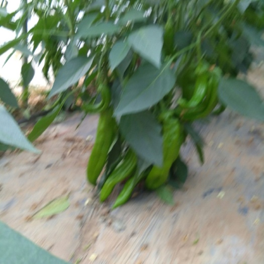三原县黄皮辣椒 15~20cm 微辣 黄色
