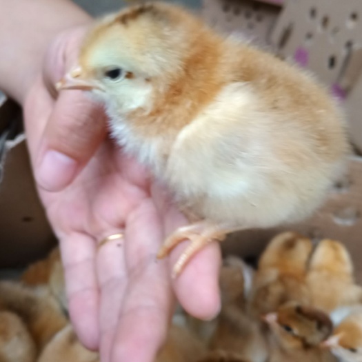 贵阳 麻土鸡苗，全国可发，包打疫苗 ，运输包活
