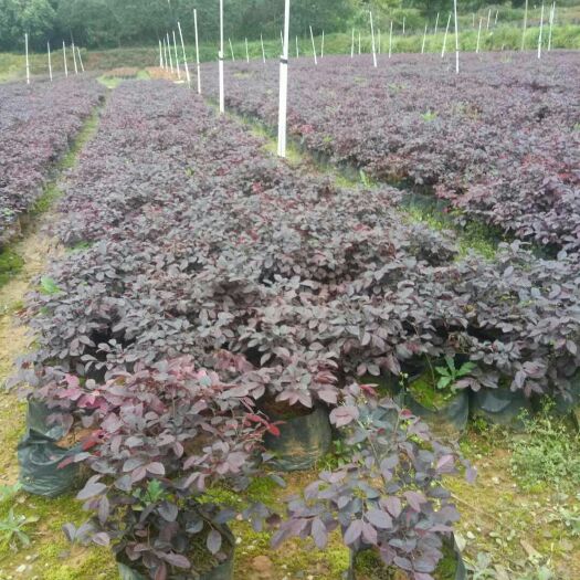 融水县黑珍珠红继木  中杯红继木
