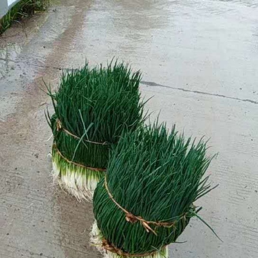 重庆市香葱