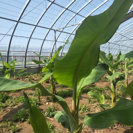 廊坊 南方果树北方种植，大量低价销售香蕉苗和其他热带水果树木。