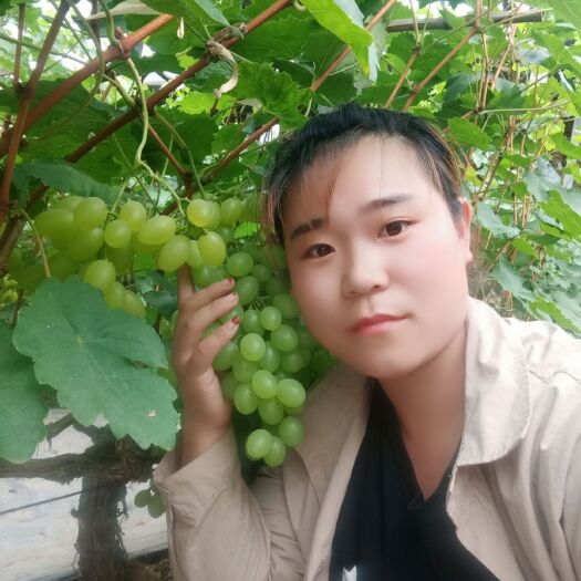 大城县维多利亚葡萄 以最低的价格买到最实惠的产品