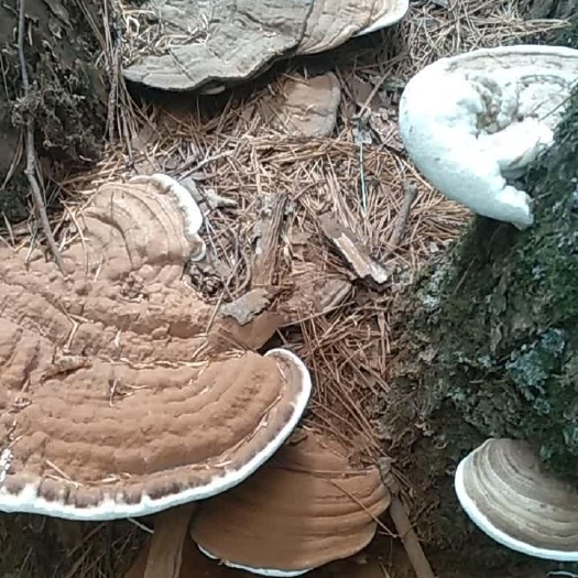 丰林县 各种灵芝