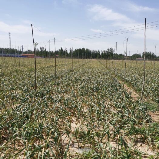 成武县 农户自种260亩红皮大蒜，准备销售鲜蒜