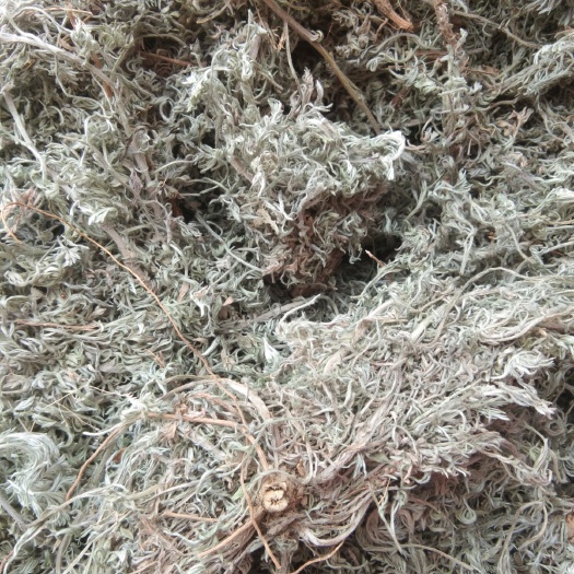 子洲县 陕北黄土高原高含量茵陈