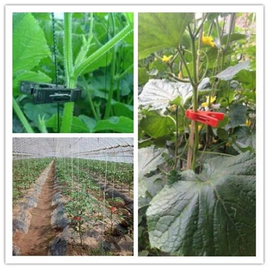 无棣县 吊秧夹绑蔓夹扶蔓夹黄瓜夹辣椒番茄西葫芦扶蔓夹