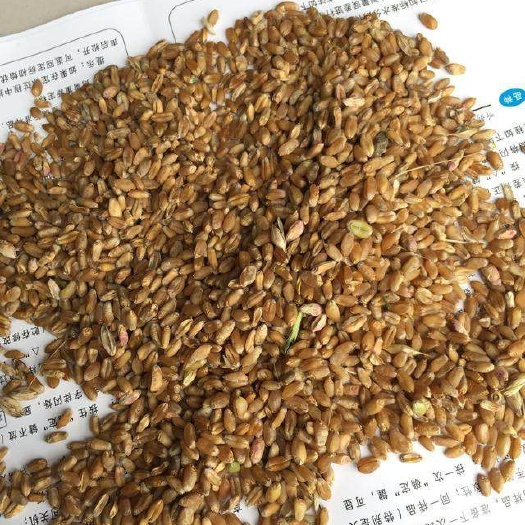 唐河县 大量优质小麦出售