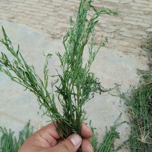 宁县百蕊草 干