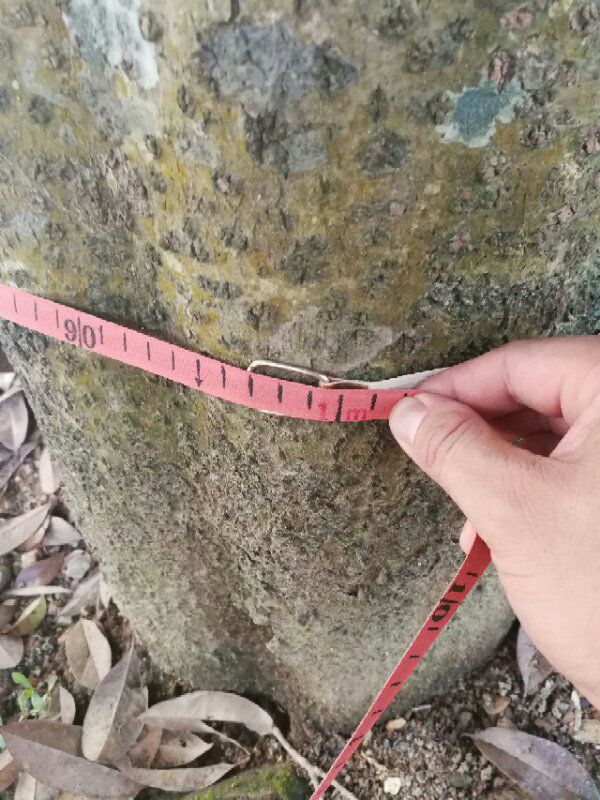 桂花树  大桂花