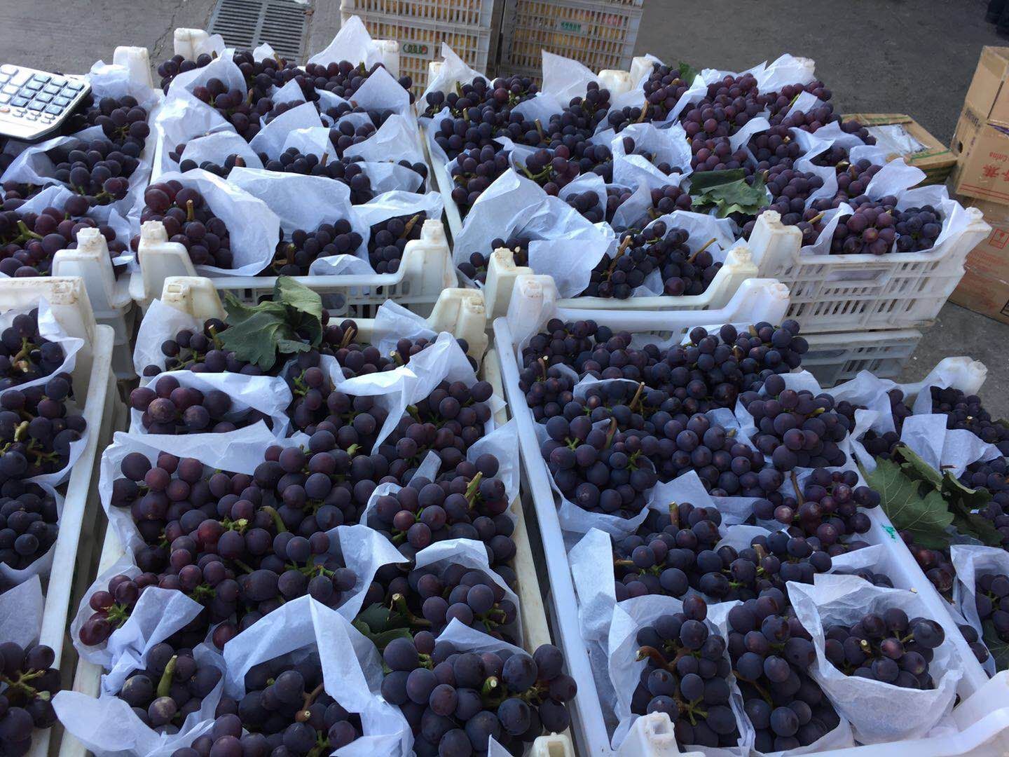 [夏黑葡萄批发] 大量出售葡萄价格5元/斤 