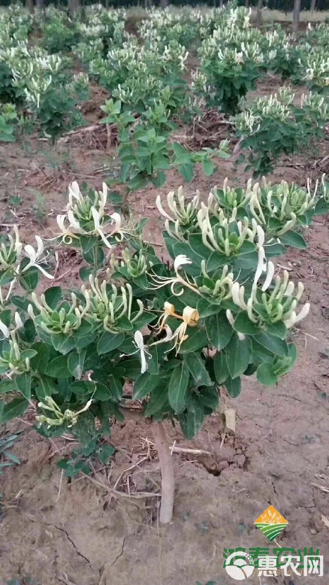 金花3号树形金银花苗  金银花苗  金银花苗、金银花、北花、红色金银花