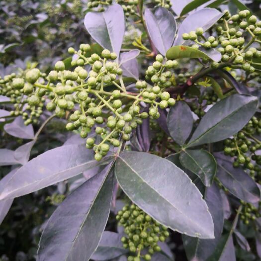 重庆市 九叶青  鲜花椒