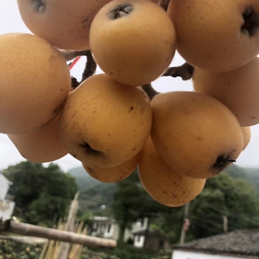 象山县白玉枇杷 50克
