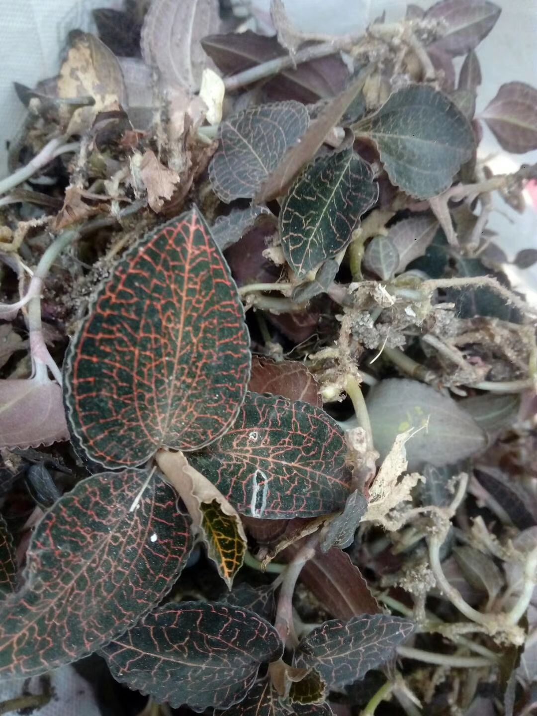 金钱莲 金线莲