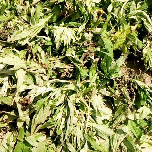 竹山县 新鲜艾叶