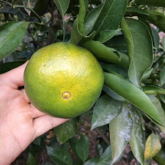 资阳蜜柑 青蜜橘
