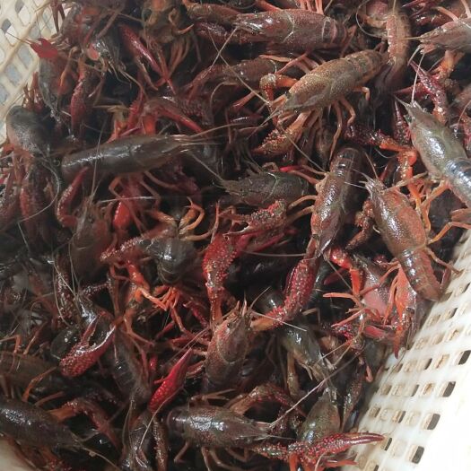 荆州潜江小龙虾 4-6钱 人工养殖