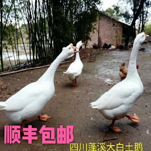 蓬溪县 农家散养大白土鹅
