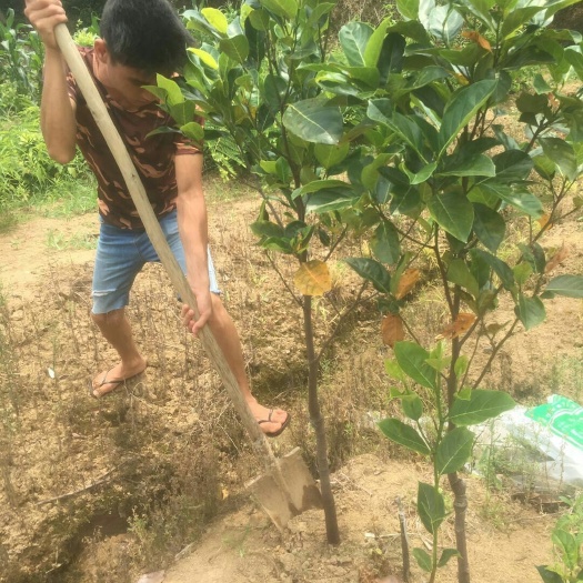 灵山县 菠萝蜜苗树苗果苗嫁接苗木菠萝苗马来西亚1号黄肉红肉四季菠萝蜜