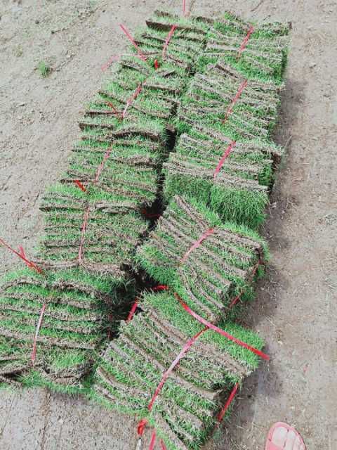 郴州草  草坪基地马尼拉草皮直销