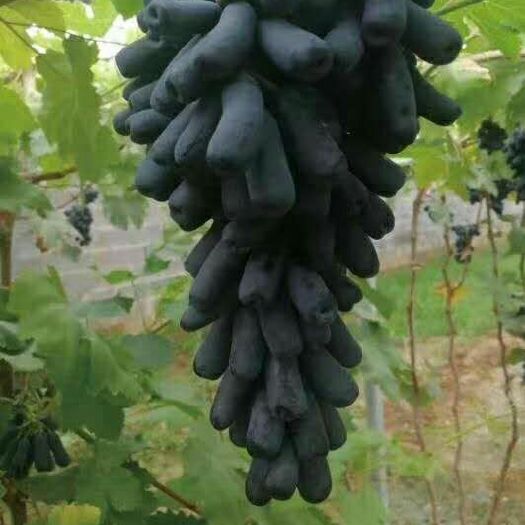 兴城市 优质葡萄苗批发，信誉保证