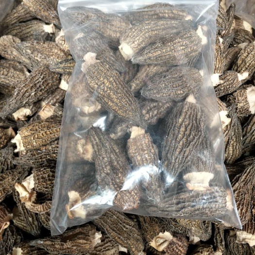 腾冲市野生菌子 干货羊肚菌