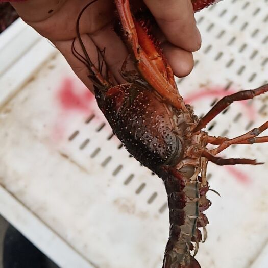 南县 湖南人的小龙虾