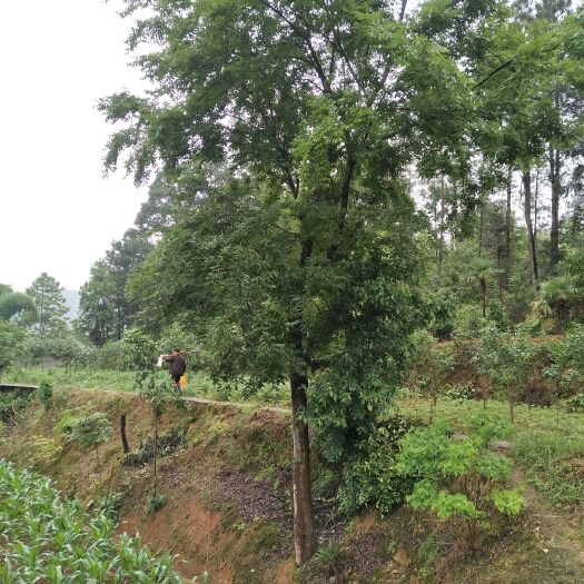 余庆县小叶朴 20公分至60公分