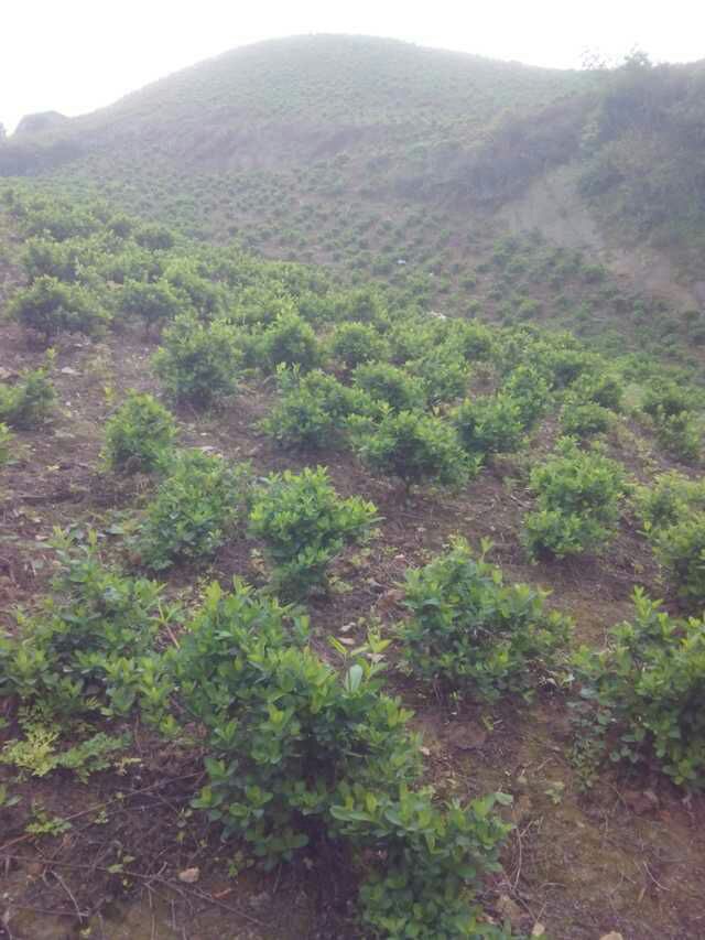 沙地 约三百亩，依山傍水，有水通电通车，有住房五间，整体莲片，