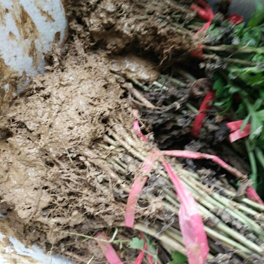 安陆市金丝皇菊苗 