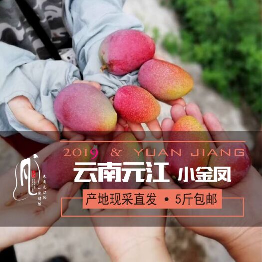 元江县 云南元江，小金凤凰(贵妃芒)5斤包邮，量大从优。