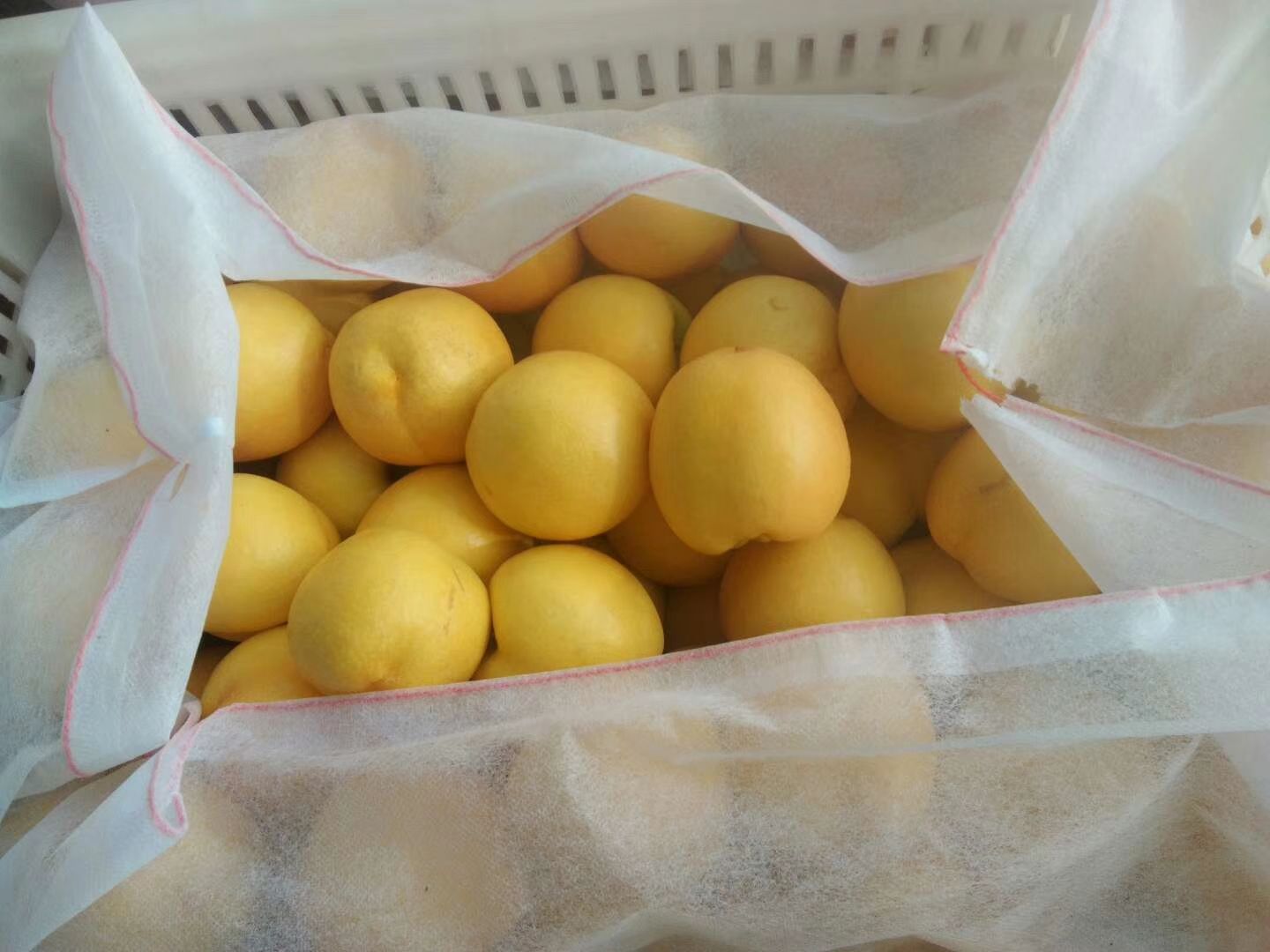 中油油桃  可以一件代发，欢迎客户前来订购