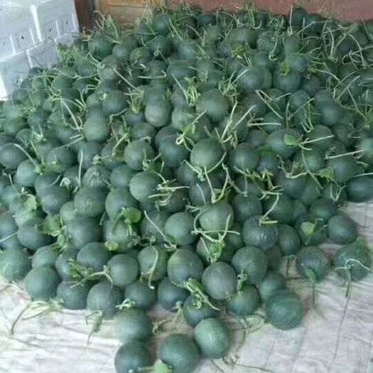 莘县雅洲蜜 雅州蜜，