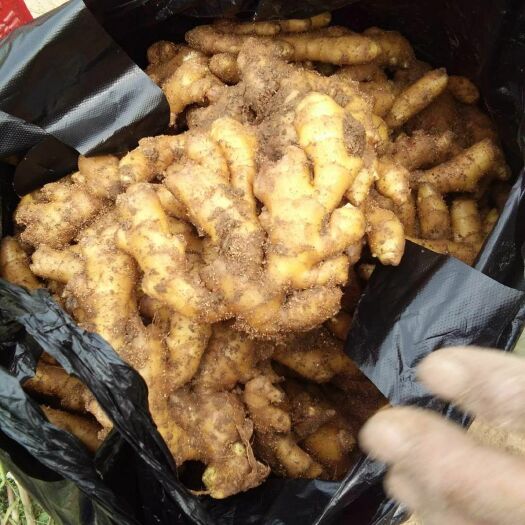 泗水县小黄姜 混装通货 带土