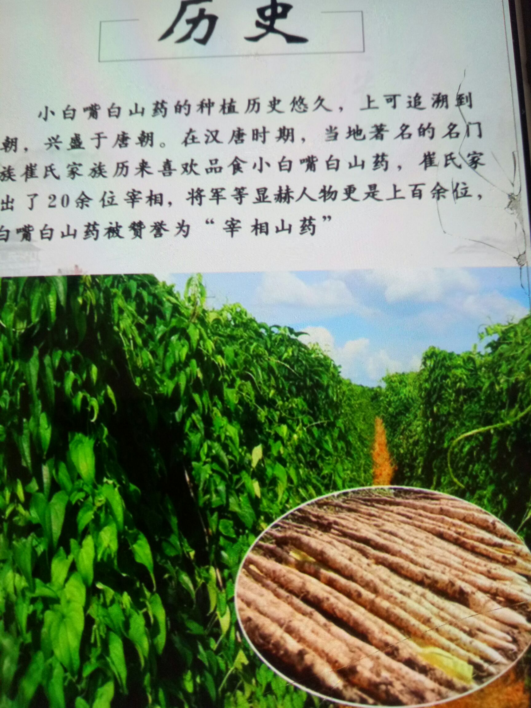  好吃的小白嘴麻山药