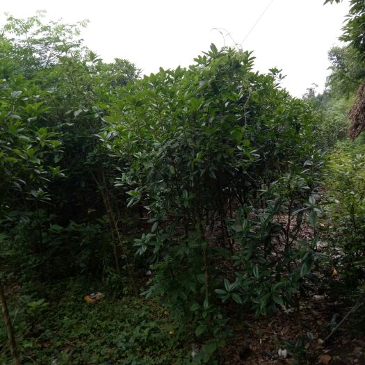 江华县黄金桂花树 没有做不到只有想不到