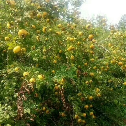 鄱阳县红花刺梨苗 红花金刺梨苗批发 刺梨苗批发