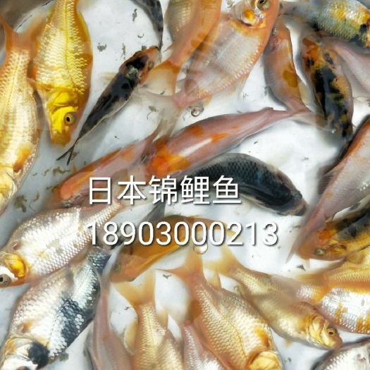 清远 日本批发 颜色各样观赏鱼苗 可以带来好运的活“宝石”