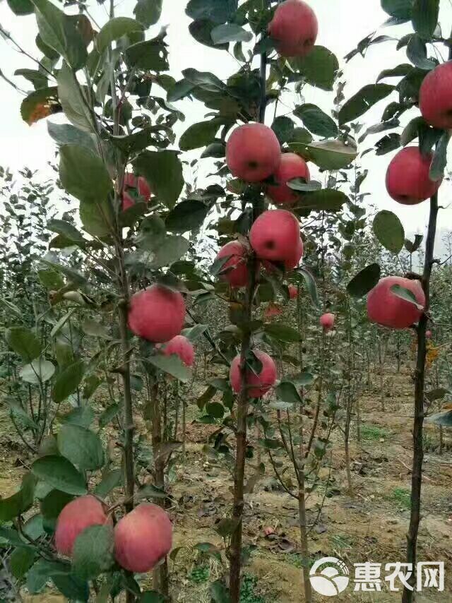 红色之爱苹果苗 红肉苹果苗