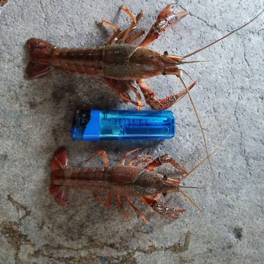 广州潜江小龙虾 湖北虾