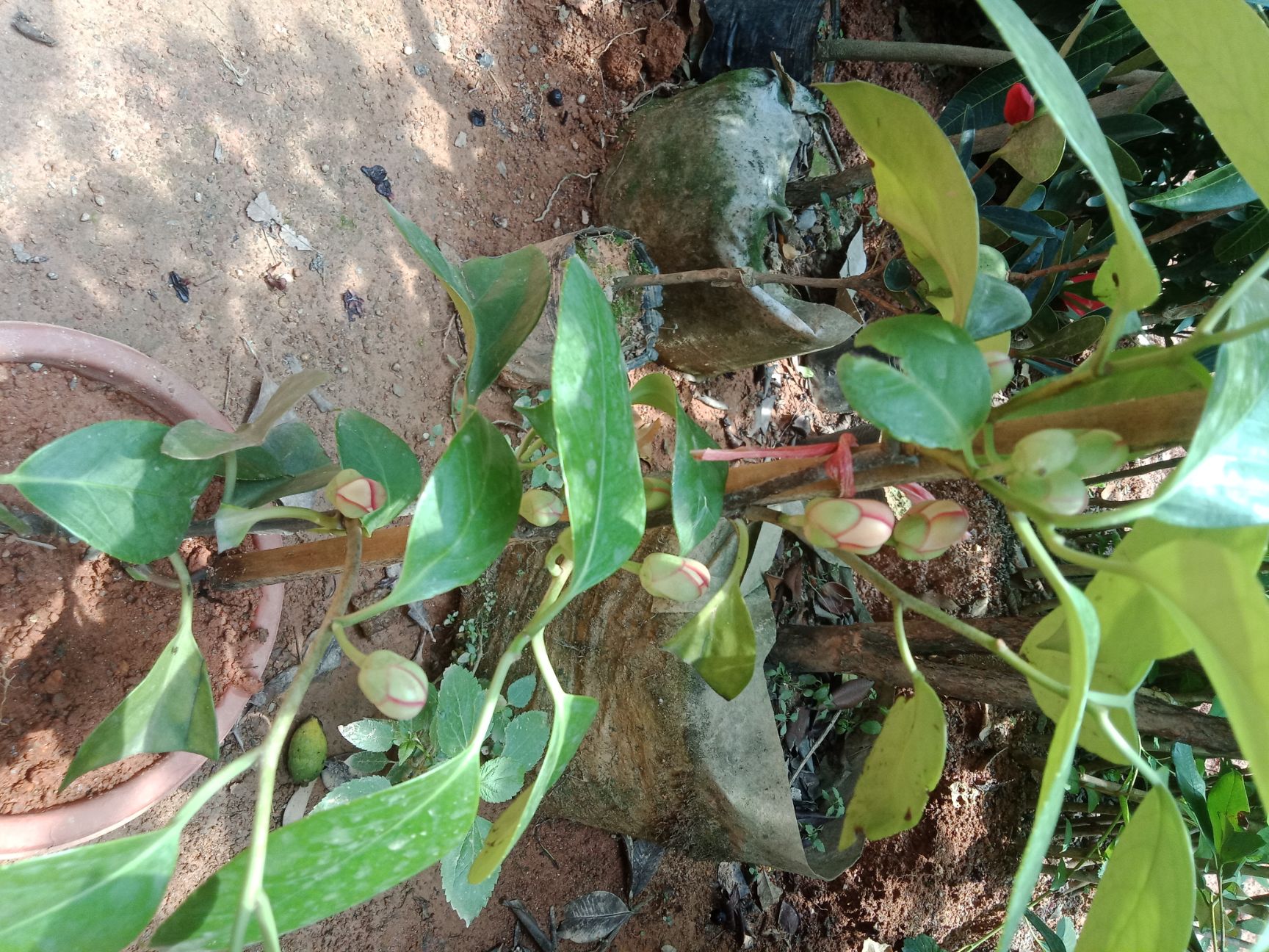 粉红黑老虎苗  粉红大果黑老虎树苗 布福娜苗带土带叶发货1棵包邮