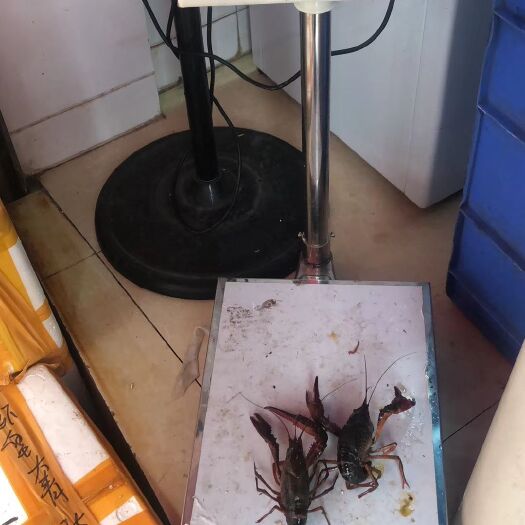 淮南清水小龙虾 养殖