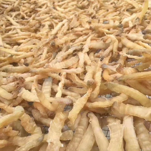 干沙虫 海南批发大规格干品沙虫