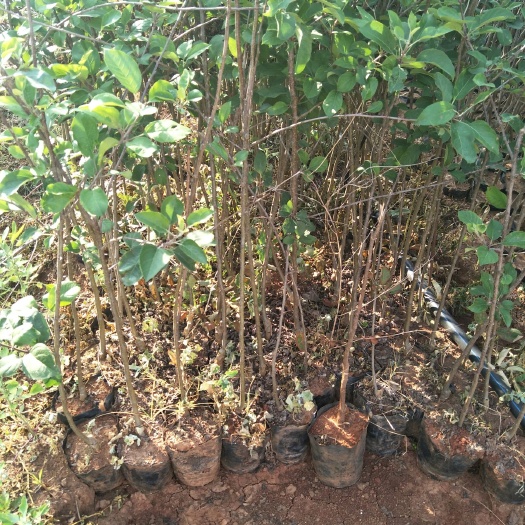 安宁市红富士苹果苗 袋装苹果苗