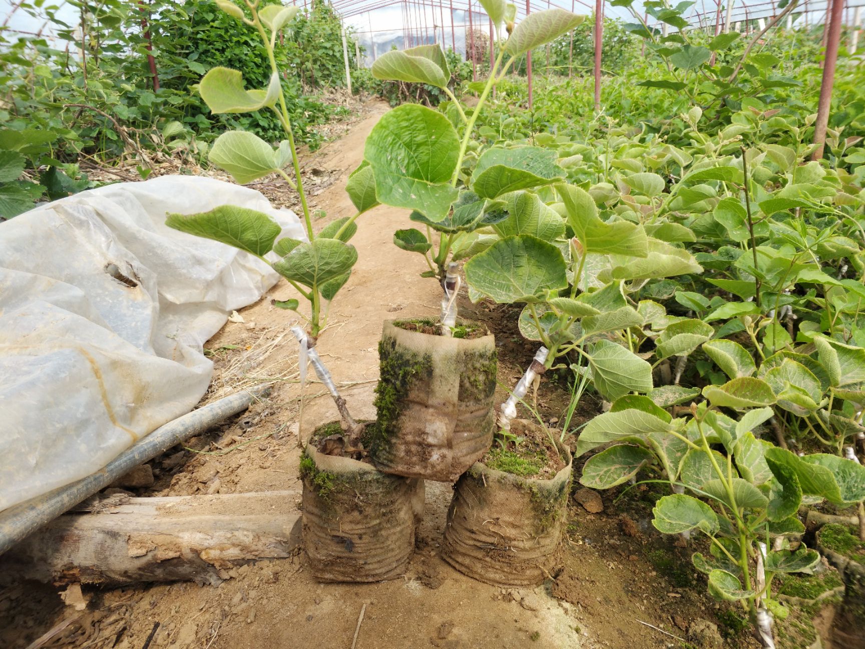 红心 绿心猕猴桃苗 嫁接苗 包成* 量大从优