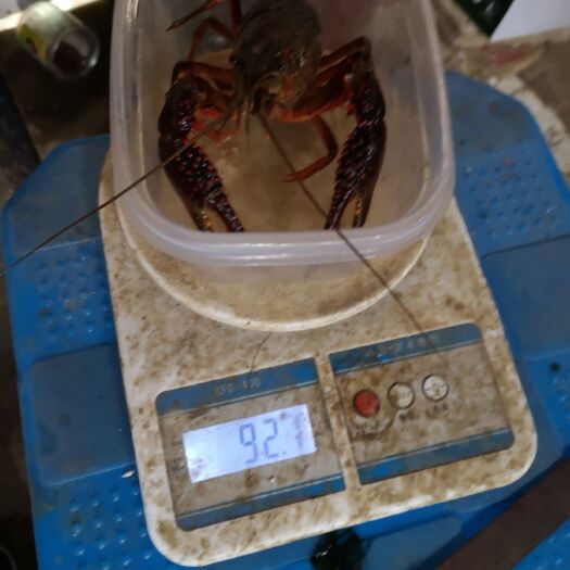 南京青壳小龙虾 6往上不封顶，纯青虾