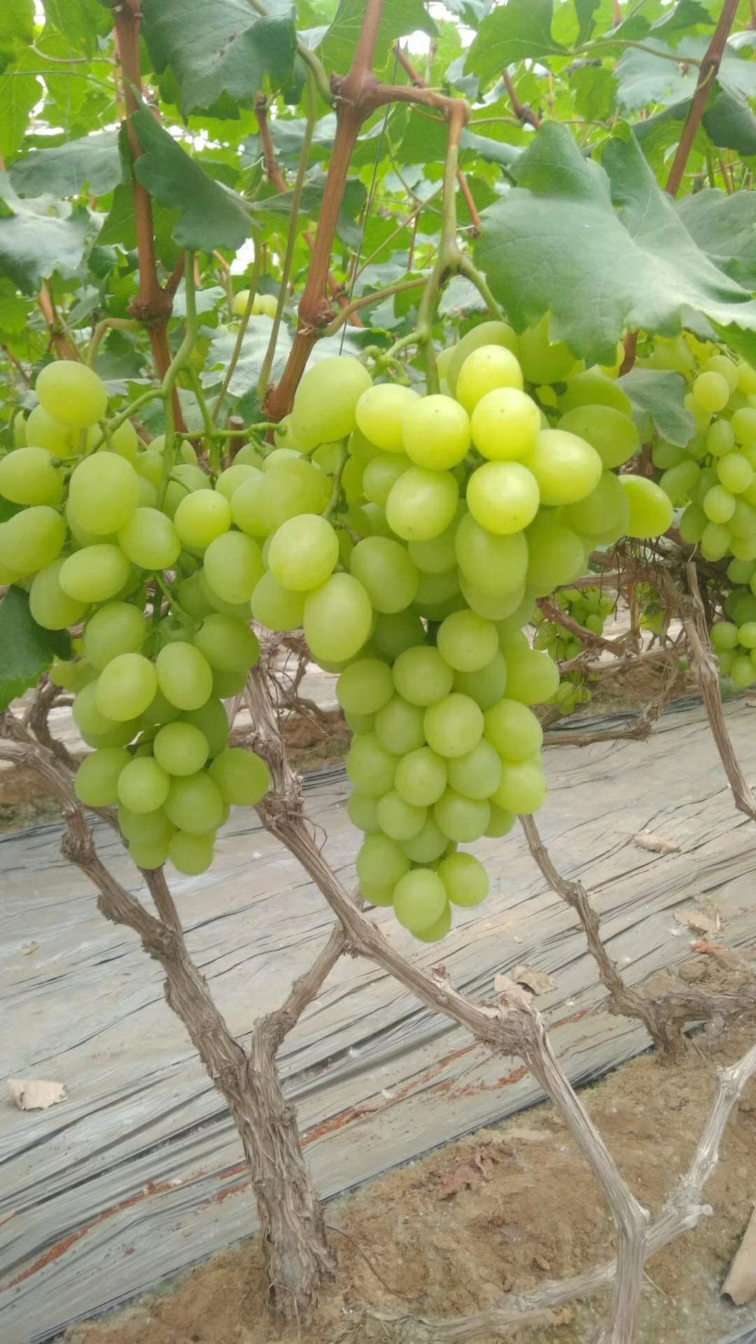 包含2012致富经饶阳葡萄的词条